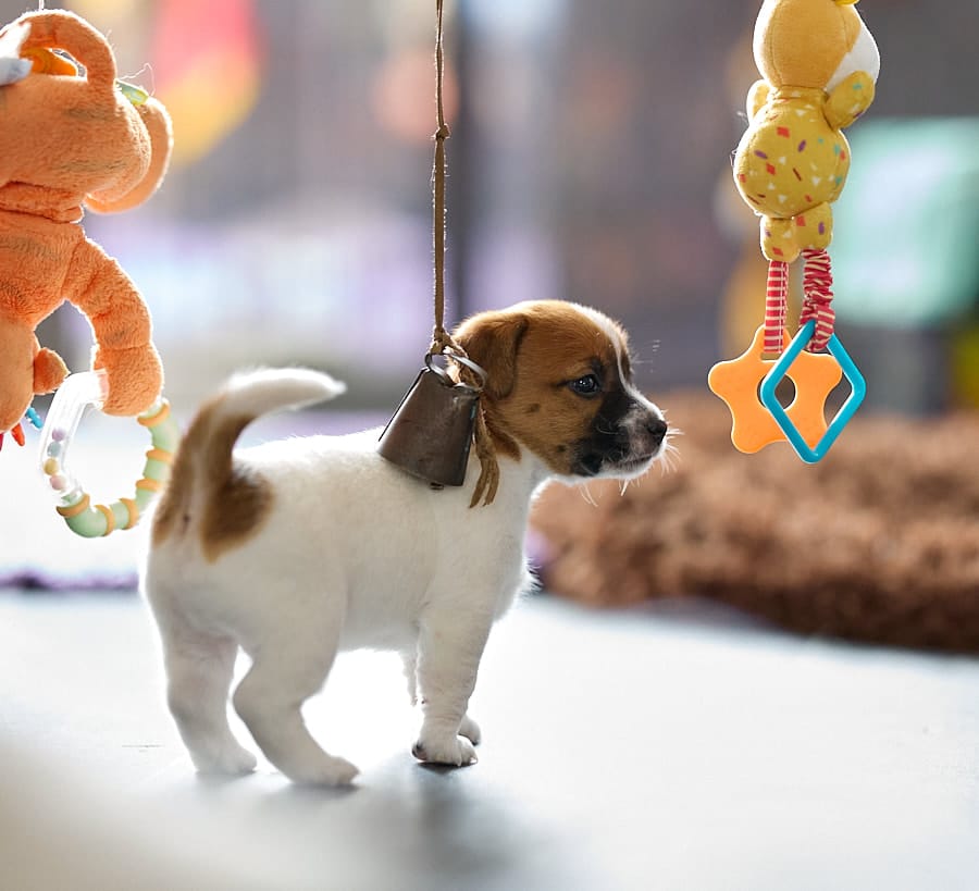 chiot jack russel socialisé sociabilisé elevage familial socialisation équilibré