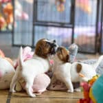 chiot jack russel socialisé sociabilisé elevage familial socialisation équilibré