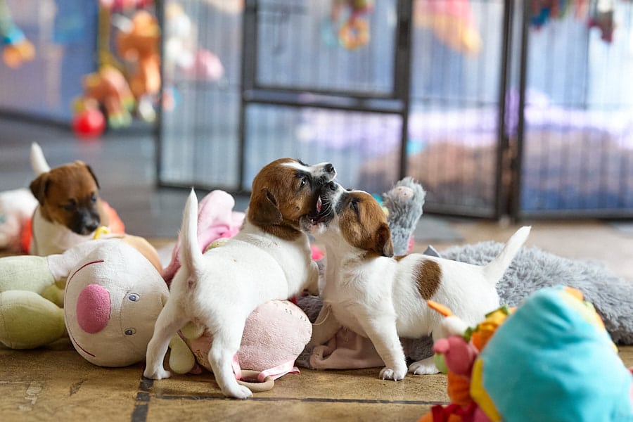 chiot jack russel socialisé sociabilisé elevage familial socialisation équilibré