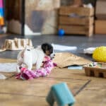 chiot jack russel socialisé sociabilisé elevage familial socialisation équilibré