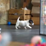 chiot jack russel socialisé sociabilisé elevage familial socialisation équilibré