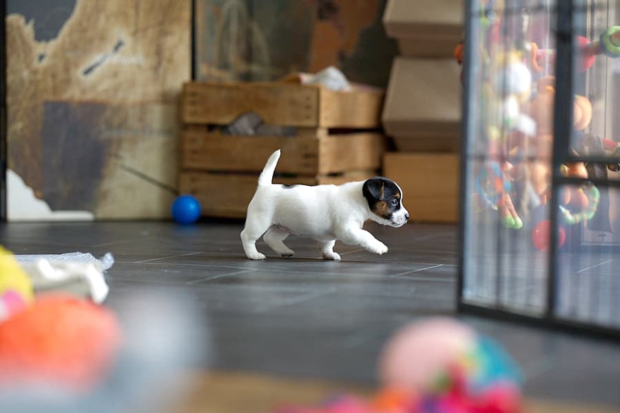 chiot jack russel socialisé sociabilisé elevage familial socialisation équilibré