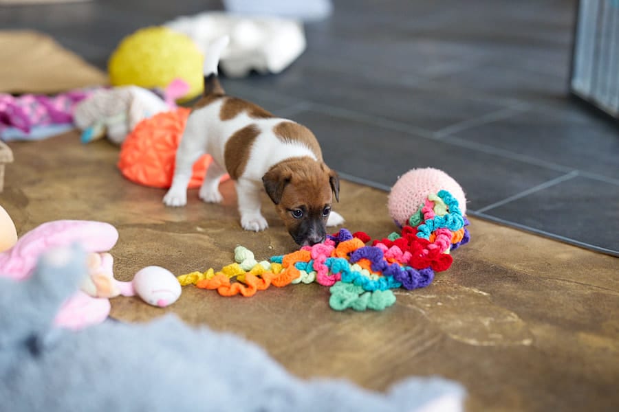 chiot jack russel socialisé sociabilisé elevage familial socialisation équilibré
