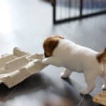 chiot jack russel socialisé sociabilisé elevage familial socialisation équilibré