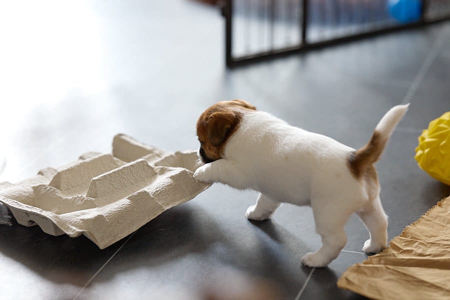 chiot jack russel socialisé sociabilisé elevage familial socialisation équilibré