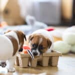 chiot jack russel socialisé sociabilisé elevage familial socialisation équilibré