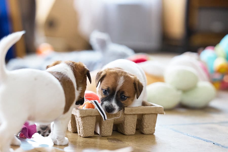 chiot jack russel socialisé sociabilisé elevage familial socialisation équilibré