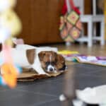 chiot jack russel socialisé sociabilisé elevage familial socialisation équilibré