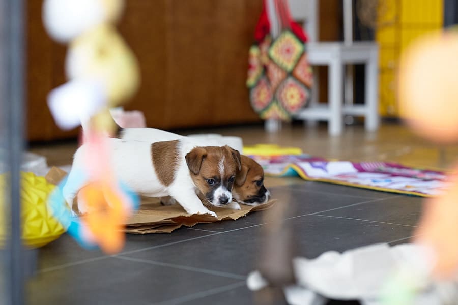 chiot jack russel socialisé sociabilisé elevage familial socialisation équilibré