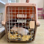 vaccination chiot jack russell socialisé sociabilisé elevage familiial socialisation