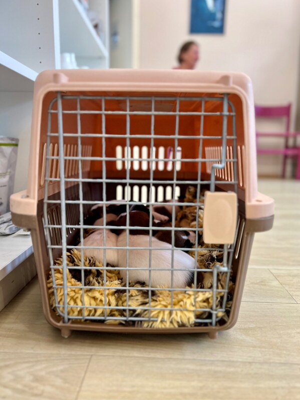 vaccination chiot jack russell socialisé sociabilisé elevage familiial socialisation