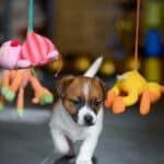 chiot jack russel socialisé sociabilisé elevage familial socialisation équilibré