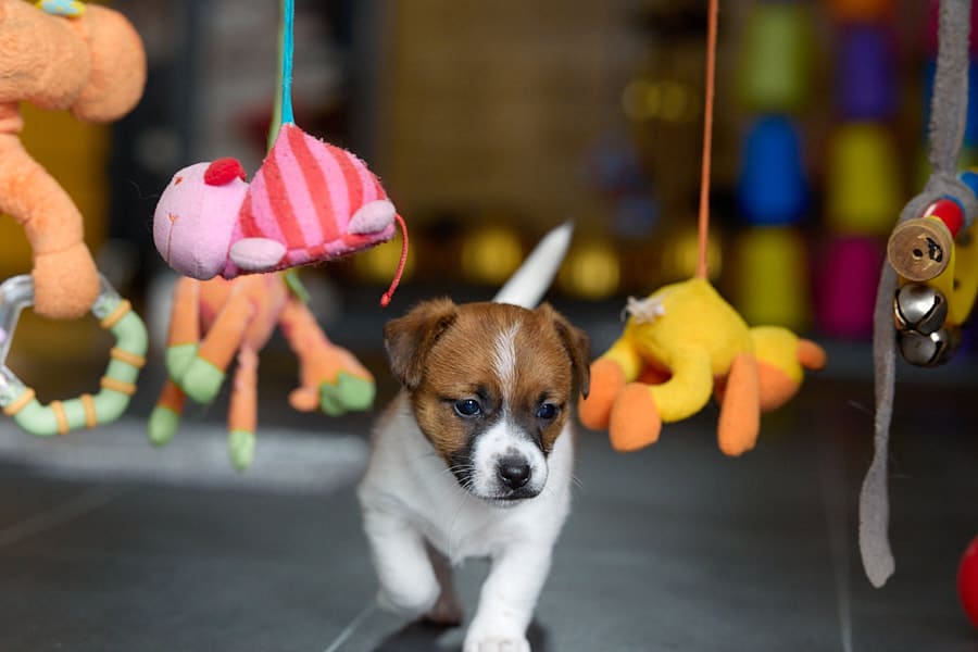 chiot jack russel socialisé sociabilisé elevage familial socialisation équilibré