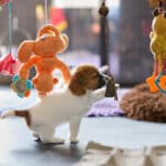 chiot jack russel socialisé sociabilisé elevage familial socialisation équilibré