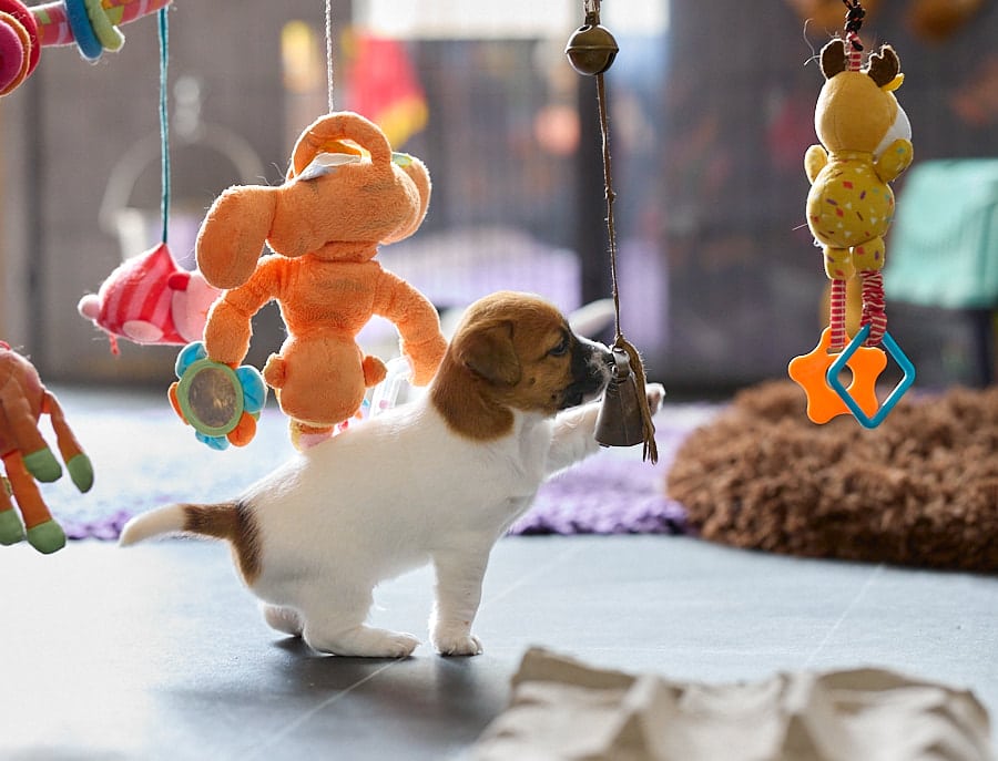 chiot jack russel socialisé sociabilisé elevage familial socialisation équilibré