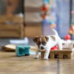 chiot jack russel socialisé sociabilisé elevage familial socialisation équilibré