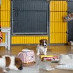 chiot jack russel socialisé sociabilisé elevage familial socialisation équilibré