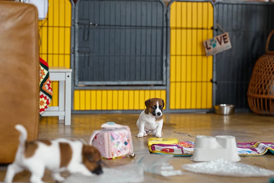 chiot jack russel socialisé sociabilisé elevage familial socialisation équilibré