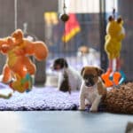 chiot jack russel socialisé sociabilisé elevage familial socialisation équilibré