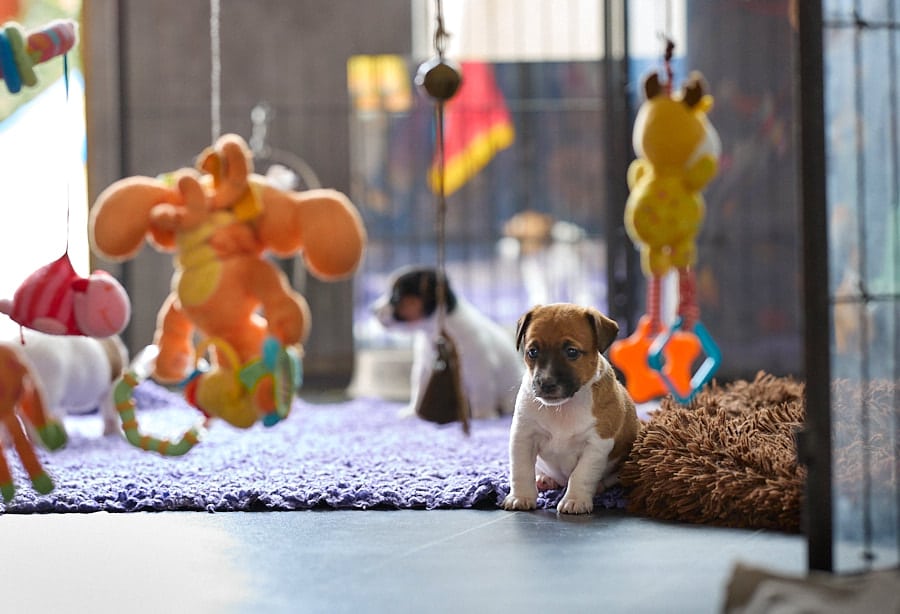 chiot jack russel socialisé sociabilisé elevage familial socialisation équilibré