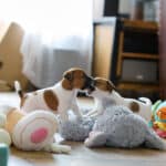 chiot jack russel socialisé sociabilisé elevage familial socialisation équilibré