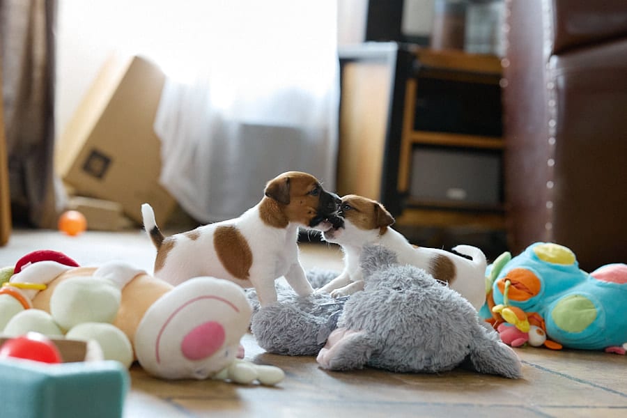 chiot jack russel socialisé sociabilisé elevage familial socialisation équilibré