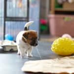 chiot jack russel socialisé sociabilisé elevage familial socialisation équilibré