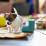 chiot jack russel socialisé sociabilisé elevage familial socialisation équilibré