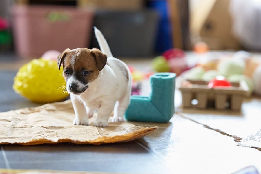 chiot jack russel socialisé sociabilisé elevage familial socialisation équilibré