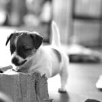 chiot jack russel socialisé sociabilisé elevage familial socialisation équilibré