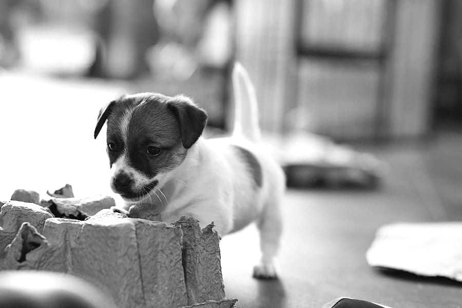 chiot jack russel socialisé sociabilisé elevage familial socialisation équilibré