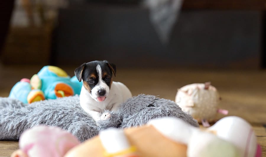 chiot jack russel socialisé sociabilisé elevage familial socialisation équilibré