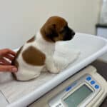 vaccination chiot jack russell socialisé sociabilisé elevage familiial socialisation