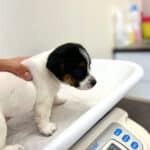 vaccination chiot jack russell socialisé sociabilisé elevage familiial socialisation
