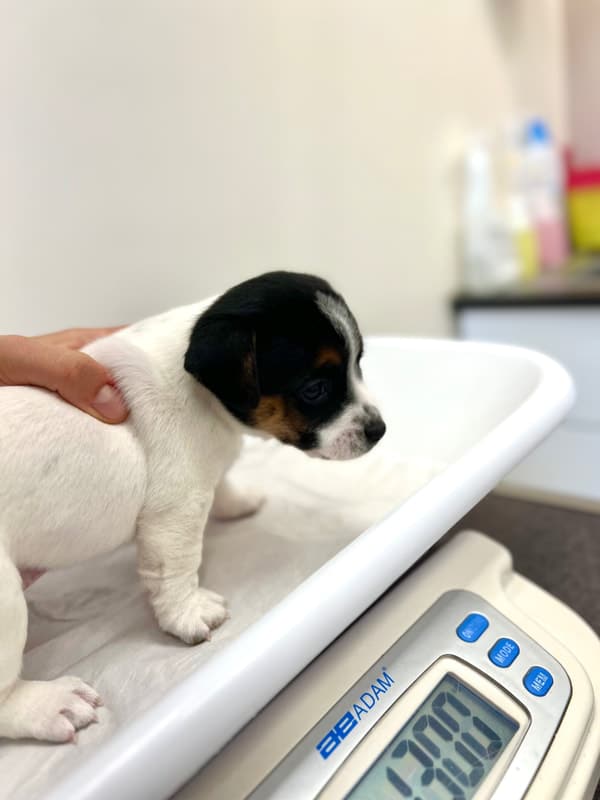 vaccination chiot jack russell socialisé sociabilisé elevage familiial socialisation