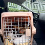 vaccination chiot jack russell socialisé sociabilisé elevage familiial socialisation