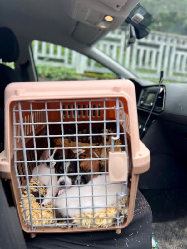 vaccination chiot jack russell socialisé sociabilisé elevage familiial socialisation