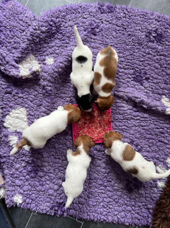 BARF chiot jack russell socialisé sociabilisé elevage familiial socialisation