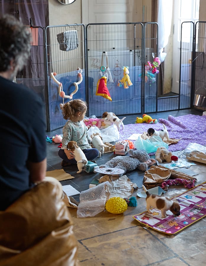 chiot jack russel socialisé sociabilisé elevage familial socialisation équilibré