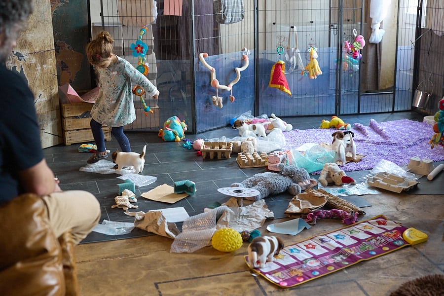 chiot jack russel socialisé sociabilisé elevage familial socialisation équilibré