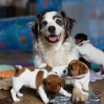 socialisation communication code canin jack russel elevage familal chiot sociabilisé