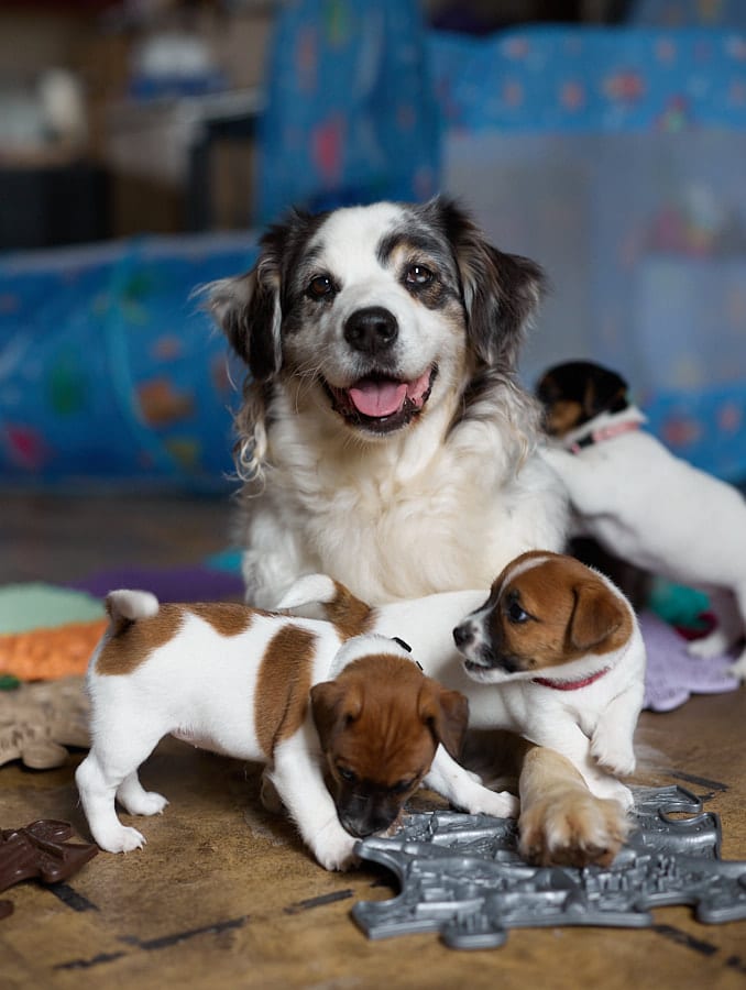 socialisation communication code canin jack russel elevage familal chiot sociabilisé