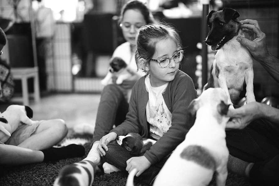 chiot jack russell elevage familial enfant socialisé sociabilisé sociabilisation socialisation équilibré