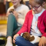 chiot jack russell elevage familial enfant socialisé sociabilisé sociabilisation socialisation équilibré