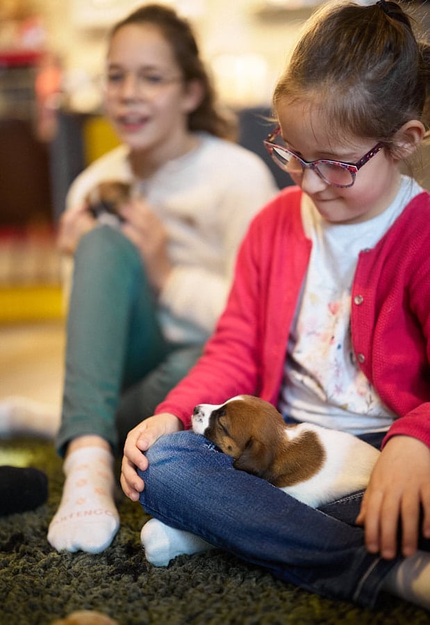 chiot jack russell elevage familial enfant socialisé sociabilisé sociabilisation socialisation équilibré