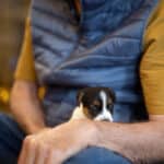 chiot jack russell elevage familial enfant socialisé sociabilisé sociabilisation socialisation équilibré