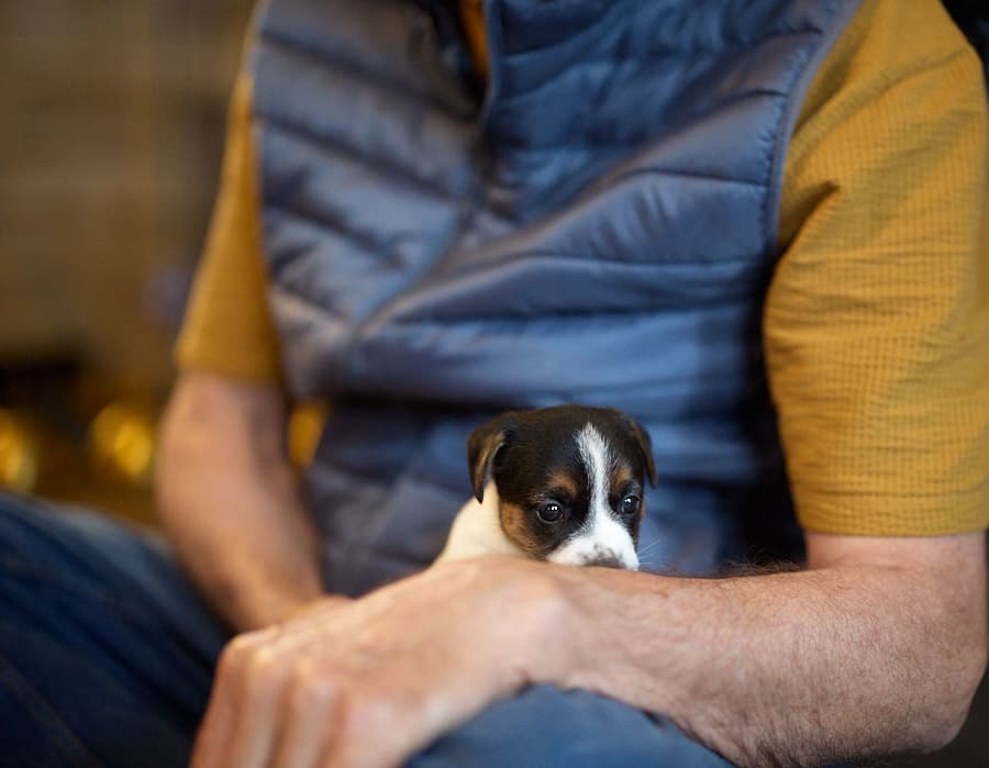 chiot jack russell elevage familial enfant socialisé sociabilisé sociabilisation socialisation équilibré