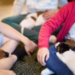 chiot jack russell elevage familial enfant socialisé sociabilisé sociabilisation socialisation équilibré