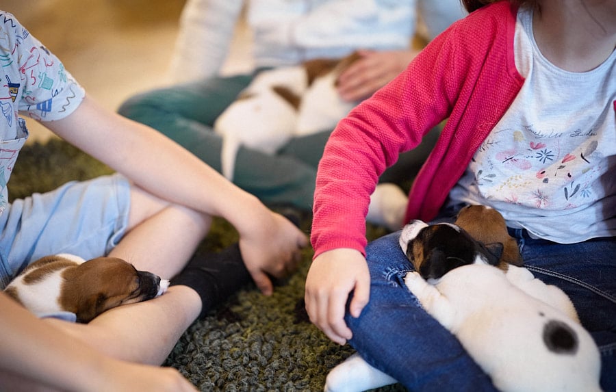 chiot jack russell elevage familial enfant socialisé sociabilisé sociabilisation socialisation équilibré