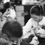 chiot jack russell elevage familial enfant socialisé sociabilisé sociabilisation socialisation équilibré